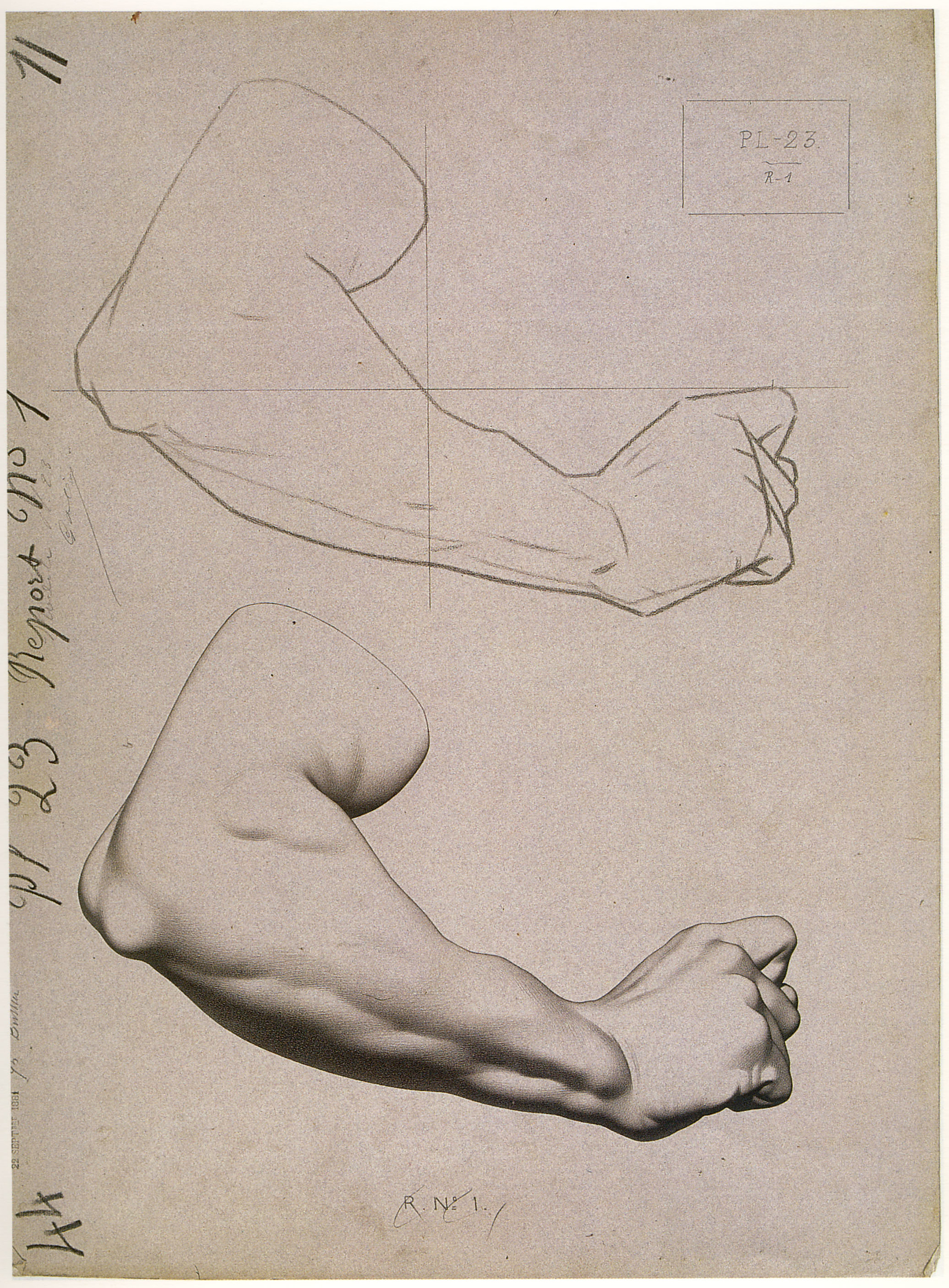 Plate I,23 - Man's arm, bent